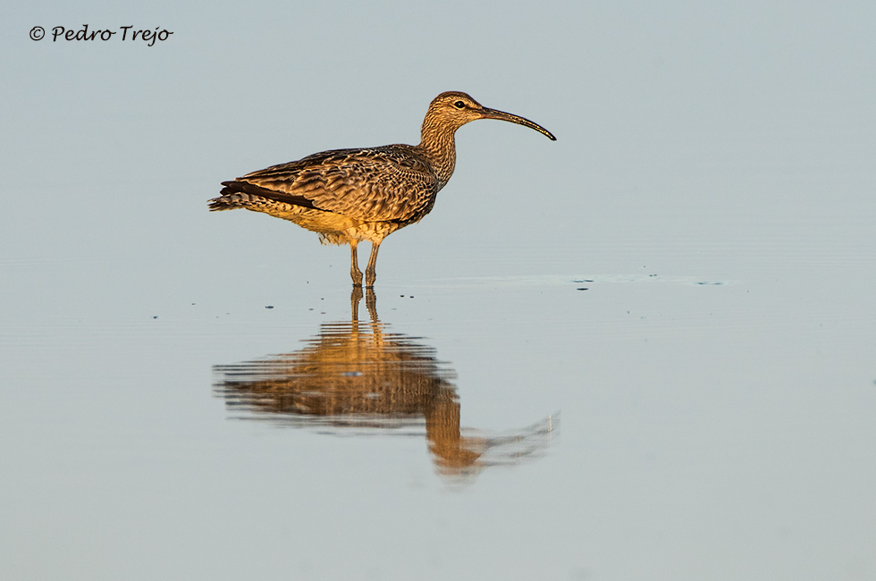 Zarapito trinador (Numenius phaeopus)